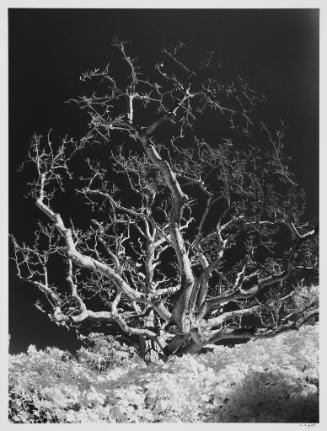 Tree, Episcopal Church Courtyard, Palm Beach, FL