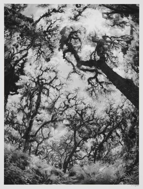 Nature Trail, Myakka River State Park, Sarasota, FL