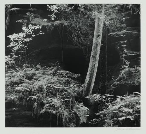 Tree on Cliff, Hocking Hills, Ohio