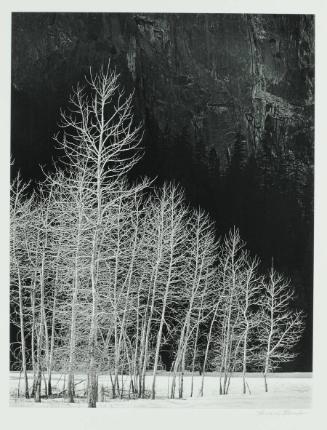 Cottonwoods in Winter, Yosemite