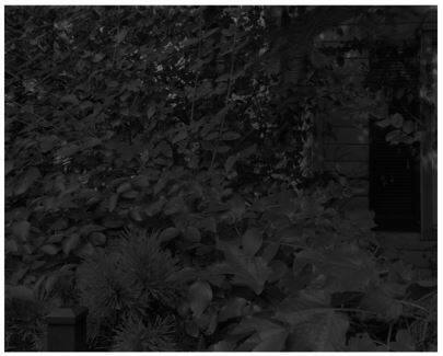 Untitled #8 (Leaves and House) from the series Night Coming Tenderly, Black