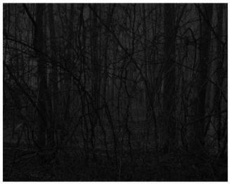 Untitled #21 (Forest) from the series Night Coming Tenderly, Black