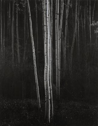 Aspens, New Mexico