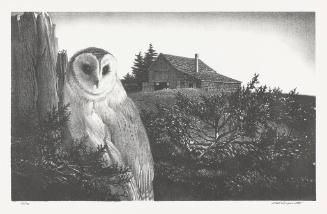 Barn Owl