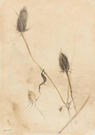 Study of Thistles