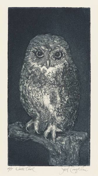 Winter Owl