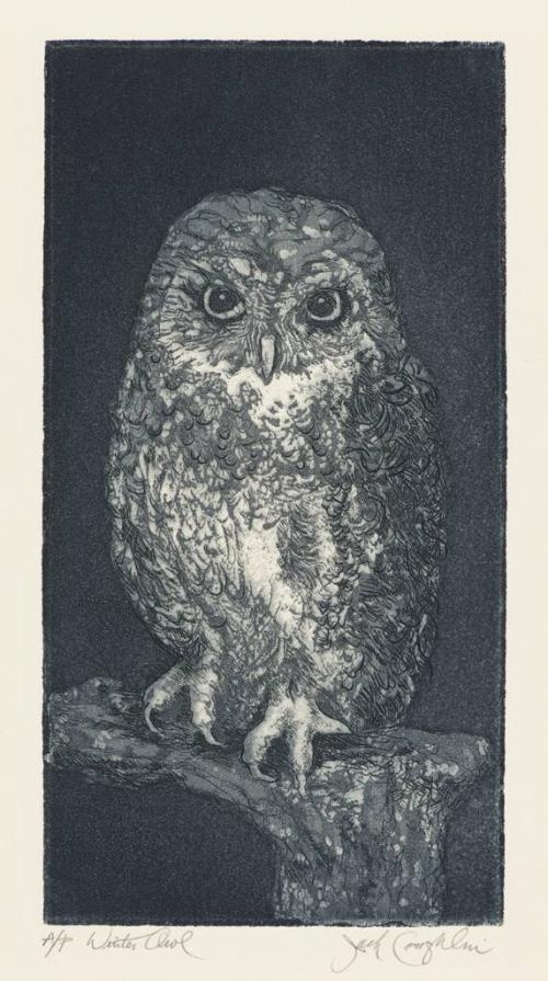 Winter Owl