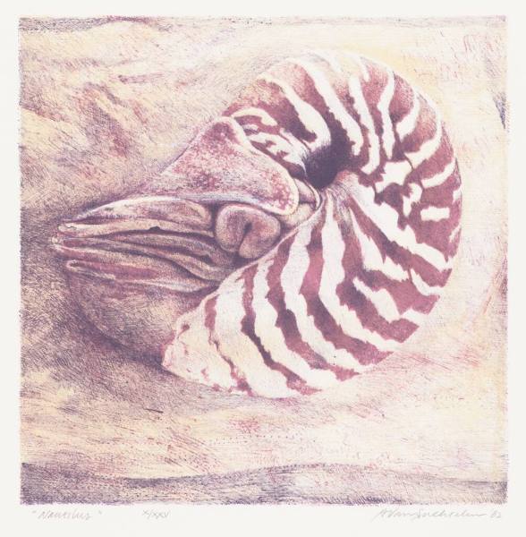 Nautilus