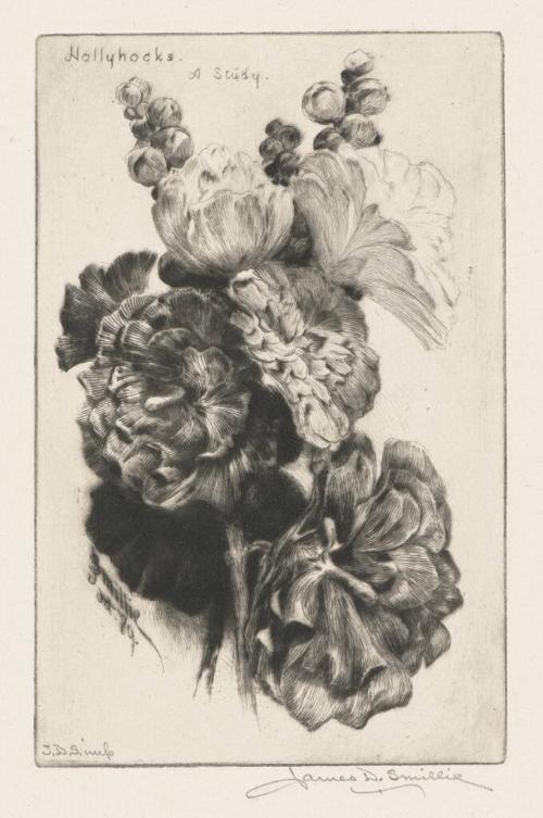 Hollyhocks, A Study