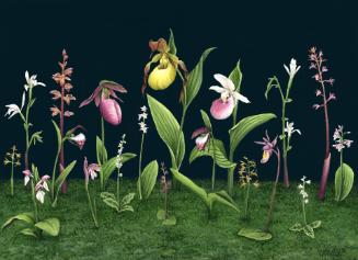 Native Michigan Orchids