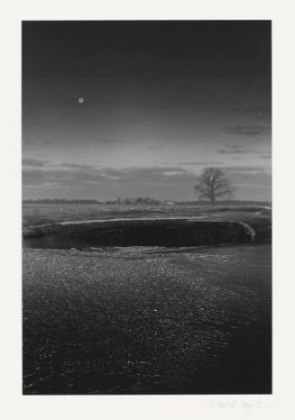 Tree/Pond in Ice