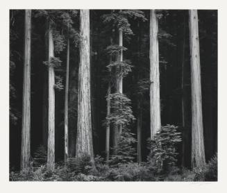 Northern California Coast Redwoods