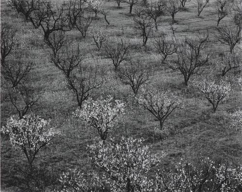 Orchard, early spring, near Stanford University, California