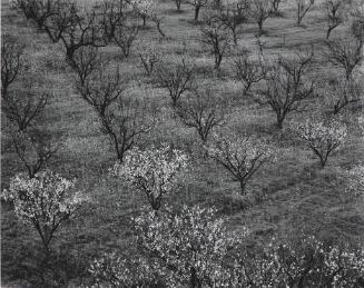 Orchard, early spring, near Stanford University, California