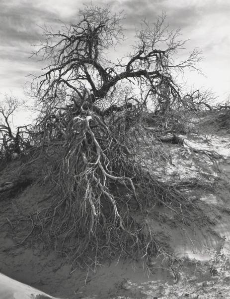 Mesquite Tree, Dunes