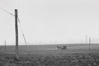 Mennonite Horse and Buggy