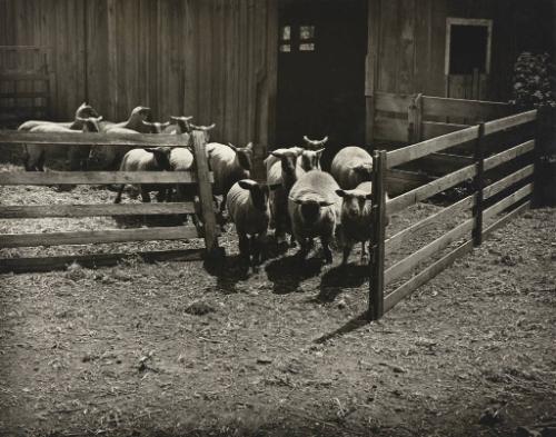 Farm Yard Scene