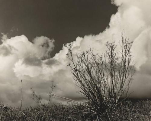 California Clouds with Weeds