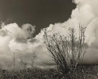 California Clouds with Weeds