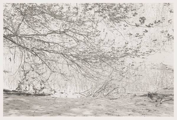 Elaine Mayes