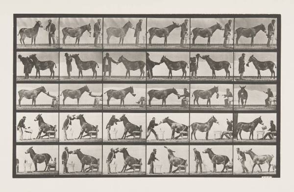 Animal Locomotion, Man with a Donkey