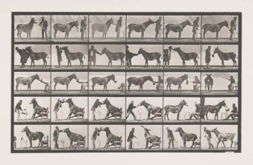 Animal Locomotion, Man with a Donkey