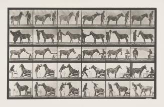 Animal Locomotion, Man with a Donkey