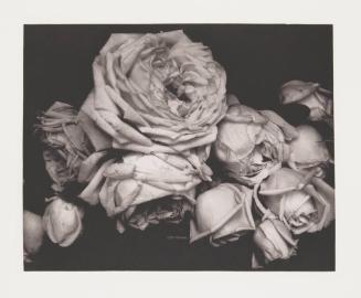 Heavy Roses, Voulangis, France, 1914