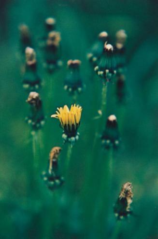 Dandelion Ballet