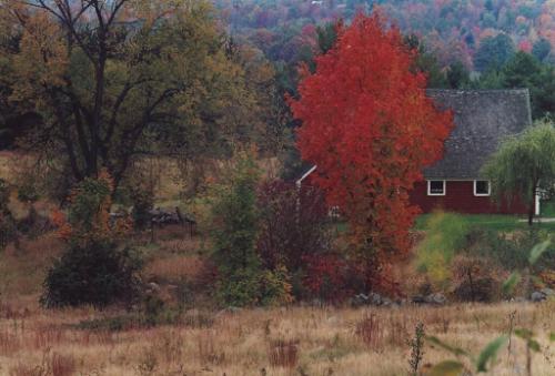 Red Tree and Barn