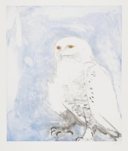 Snowy Owl