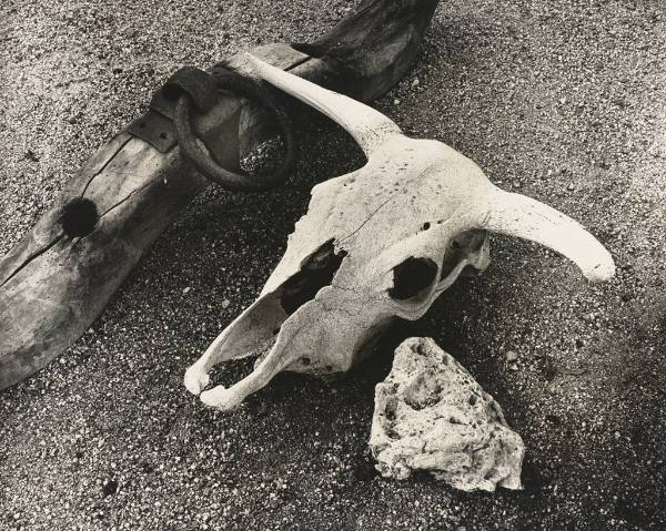 Steer Skull