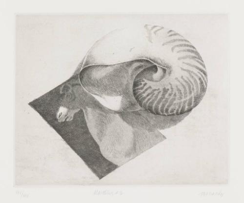 Nautilus #3