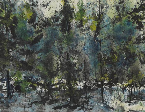 Deep Woods-Maine