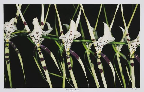 Brassia Giroudiana