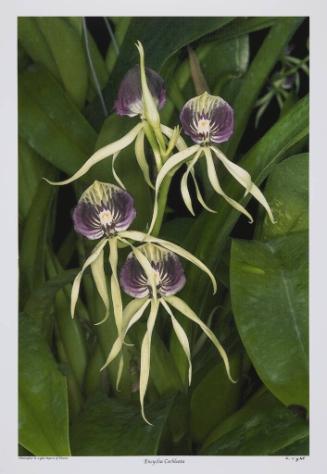 Encyclia Cochleata