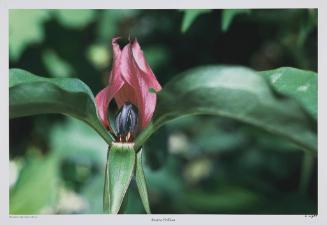 Prairie Trillium