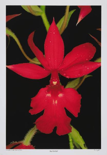 Red Orchid