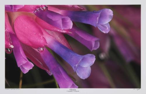 Tillandsia (T. streptophylia x T. brachycanlos)