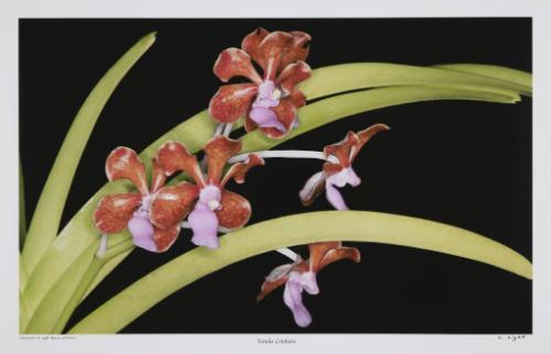 Vanda Limbata