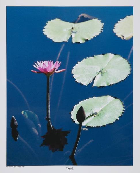 Waterlily (Red Cup)