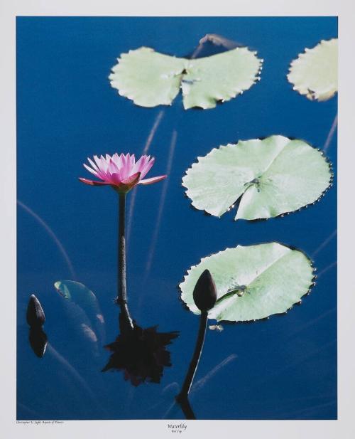 Waterlily (Red Cup)