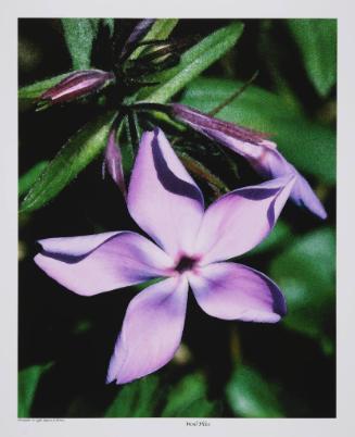 Wood Phlox