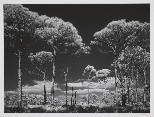 Pine Trees, Oscar Scherer State Park, Florida, February 27, 2011