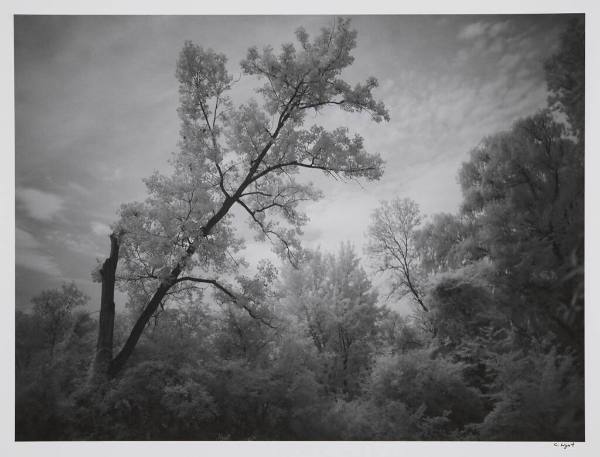 Tree, Kellogg Forest, Augusta, Michigan 2010