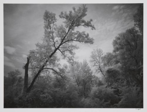 Tree, Kellogg Forest, Augusta, Michigan 2010