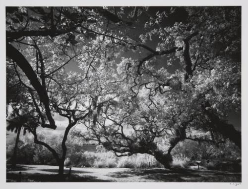 Trees, Selby Gardens, Sarasota, FL, January 7, 2011