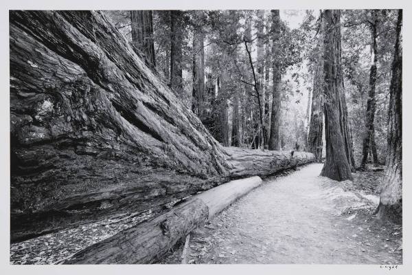 Redwood Trail, Big Basin Redwoods State Park, California