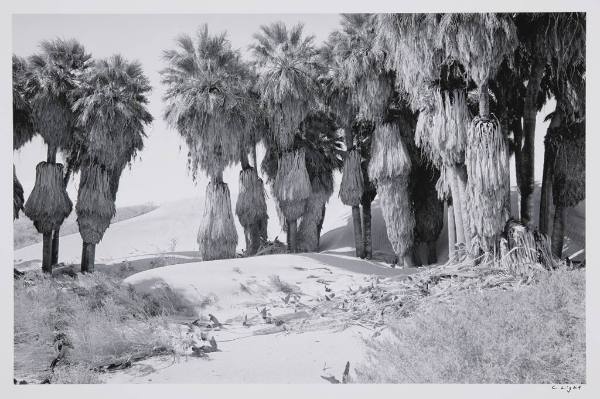 Oasis, Coachella Valley Preserve, Palm Springs, California