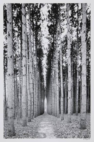 Magnificent Pines Trail, Anderson Arboretum, Kalamazoo, Michigan